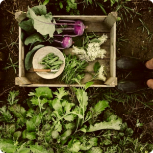 GIANNIBIO | Orto di Merano